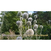 7 руб. Мордовник шароголовый, купить, заготовлен в Беларуси. 7 руб. Мордовник шароголовый, купить, заготовлен в Беларуси.
