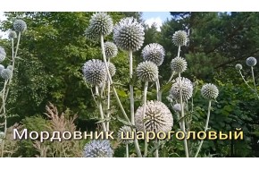 7 руб. Мордовник шароголовый, купить, заготовлен в Беларуси. 7 руб. Мордовник шароголовый, купить, заготовлен в Беларуси.