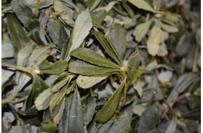 20 руб. Зимолюбка зонтичная, купить, заготовлена в Беларуси.